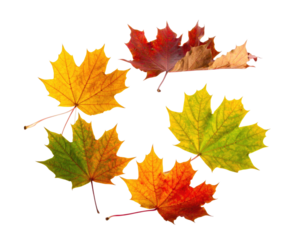 Assortment of vibrant, multi-colored maple leaves arranged on a black background
