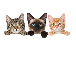 Fototapeta premium Three cats of different breeds and colors peek over an unseen surface