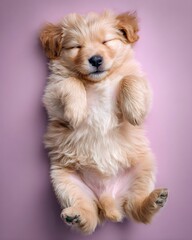Fluffy Golden Retriever Puppy Sleeping on its Back on Pink Background