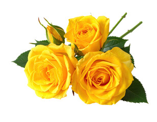 Close-up of three bright yellow roses with green leaves and a bud against a black background
