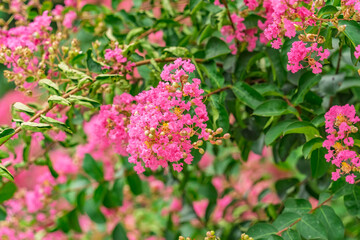 crepe myrtle flowers in garden