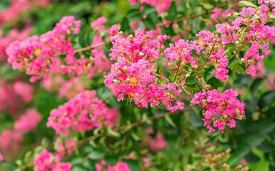 crepe myrtle flowers in garden