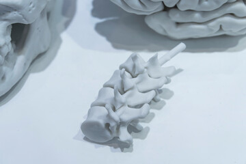 3d printed human spine in 3d printer.