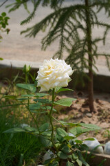 White, pale yellow rose, Rosa chinensis on a short stem with green healthy leaves grows in the garden. Close-up. Vertical image. Isolated multi-petal flower is in the center against natural background