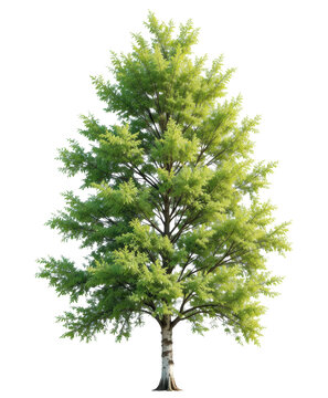 Birch tree &mdash; isolated on transparent background