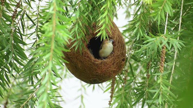 A pair of Indian silverbill or white-throated munia  is a small passerine bird native to South Asia, known for its adaptability and establishment in various global regions enjoying in nest
