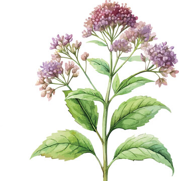 Medical Valeriana Plant with Pink Flowers Botanical Classic Watercolor Vector Illustration