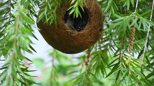 A pair of Indian silverbill or white-throated munia  is a small passerine bird native to South Asia, known for its adaptability and establishment in various global regions enjoying in nest
