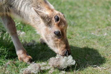 A Juvenile Reindeer (Rangifer Tarandus) Eats Reindeer Lichen (Cladonia Rangiferina)