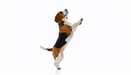 A playful beagle dog standing on hind legs against a clean white background