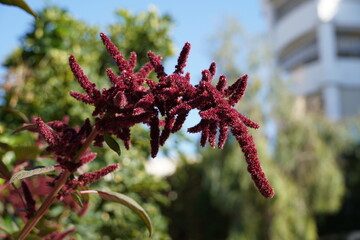 Red amaranth, or Amaranthus caudatus purple flowers