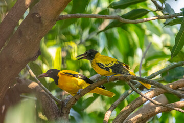 These are two Black-hooded orioles, vibrant yellow birds with glossy black heads and striking...