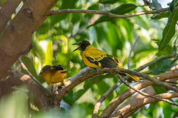These are two Black-hooded orioles, vibrant yellow birds with glossy black heads and striking pinkish-red beaks, perched among green leaves.