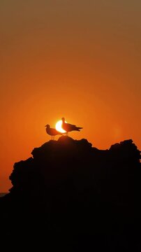Silhouette of two seagulls on a rock at dawn