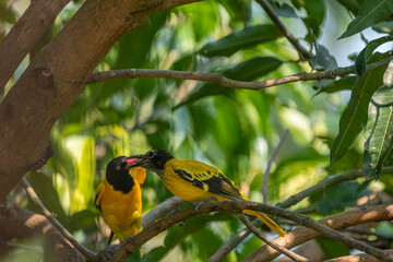 These are two Black-hooded orioles, vibrant yellow birds with glossy black heads and striking...