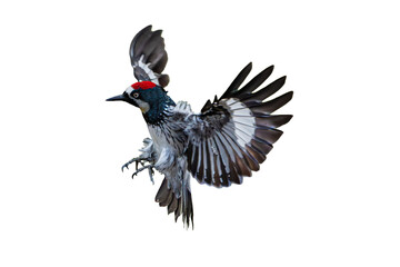 Acorn Woodpecker (Melanerpes formicivorus) Photo, in Flight on an Isolated Transparent PNG Background