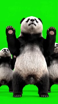 VFX & Compositing Elements with panda zoo cg fur 3d rendering animal realistic cgi animation loop crowd dance composition mapping cartoon alpha channel distortion, green screen overlay, glitch, static