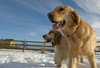 Golden retriever dog and Cocker Spaniel in the snow