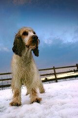 Cocker Spaniel portrait in the snow