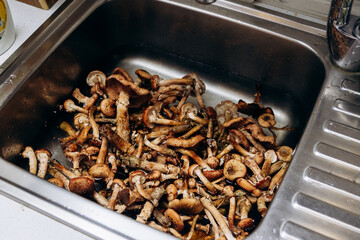 Forest mushrooms are washed in the kitchen sink. The season for honey mushrooms and the harvest