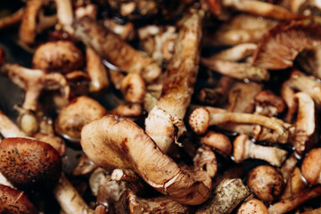 Forest mushrooms are washed in the kitchen sink. The season for honey mushrooms and the harvest