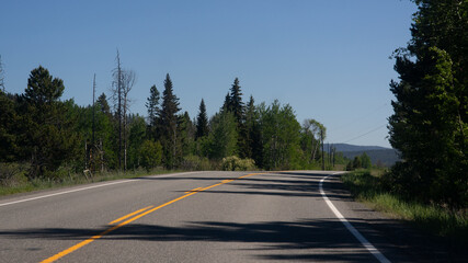 Fototapeta premium Empty Winding Asphalt Road Through a Lush Green Forest Bordered by Tall Trees Under a Clear Blue Summer Sky