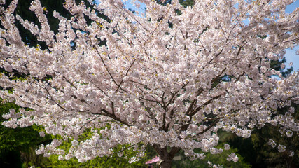 Magnificent spring bloom: A majestic tree covered in a stunning canopy of white and soft pink blossoms against a clear blue sky.