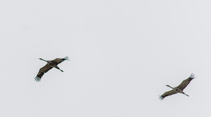 Grues volant au-dessus du lac du Der à Giffaumont, Marne, France