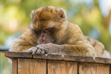 Magot en liberté sur le rocher de Gibraltar, Grande-Bretagne