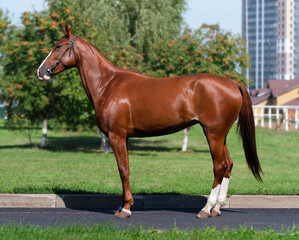 Horse. A thoroughbred horse of the Oryol Trotter breed. Harness racing. Trotting horse race. Side view. In full growth