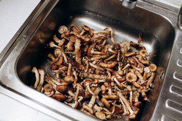 Forest mushrooms are washed in the kitchen sink. The season for honey mushrooms and the harvest
