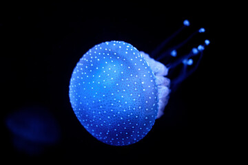 Tropical Jellyfish Phyllorhiza punctata white-spotted jellyfish underwater