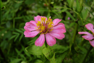 Close-up of a Decaying Zinnia Flower, Imperfectly Beautiful Pink Zinnia in a Garden, Zinnia elegans