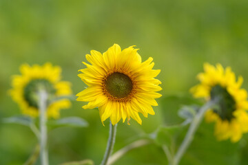 Fototapeta premium A Beautiful and Vibrant Sunflower Blooming Radiantly in a Lush and Naturally Rich Field