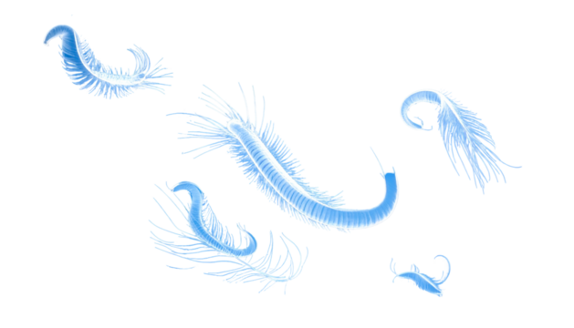 Glowing, stylized feathers drift against a black background. Transparent, ethereal