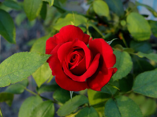 Stunning Close-up of a Single Red Rose, A Perfect Red Rose in Full Bloom, Rosa spp