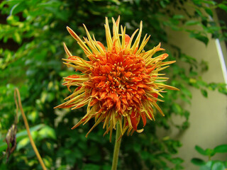 Stunning Red and Yellow Gerbera Flower, Exquisite Close-up of a Gerbera Daisy, Exquisite Close-up of a Gerbera Daisy