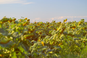 A Bright and Radiantly Sunny Sunflower Field Nestled Under a Beautifully Clear Blue Sky