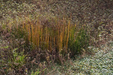 Saint-Herblain - Bassin de rétention des eaux pluviales - Niveau novembre 2025