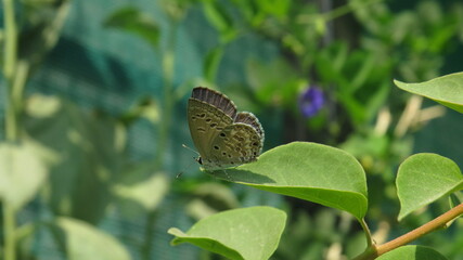butterfly on green leaf