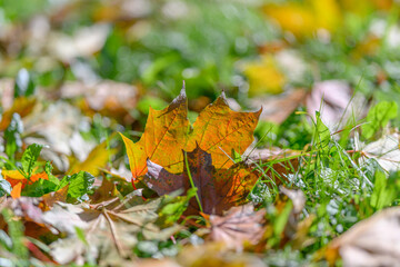 The Vibrant Autumn Leaves Gracefully Fall on the Grassy Ground Below, Creating a Stunning View