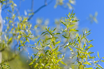 Lush, Vibrant Green Leaves Flourishing Beautifully Against the Bright Blue Sky On a Clear, Sunny Day