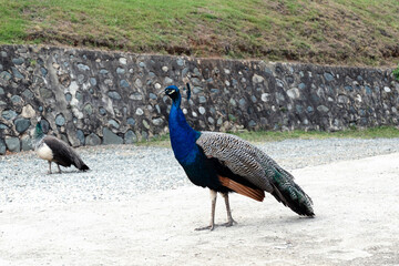 Peacock or blue peafowl, also known as Pavo cristatus, a male elegant and colorful big bird