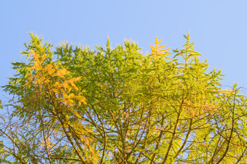 The Beauty of Autumn Foliage with Bright Yellow and Green Needle Against a Clear Blue Sky