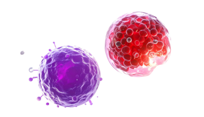 Render of two stylized cells, one purple, one red, with visible interiors, against black