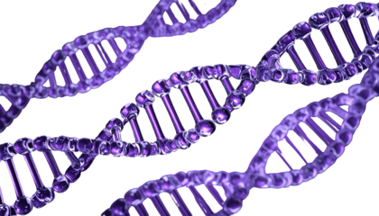 3D-rendered illustration of multiple overlapping DNA strands, purple and glossy