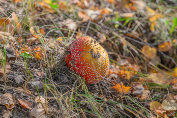 A Vibrant Red Mushroom Sitting Among Colorful Autumn Leaves in a Beautiful Forest Habitat