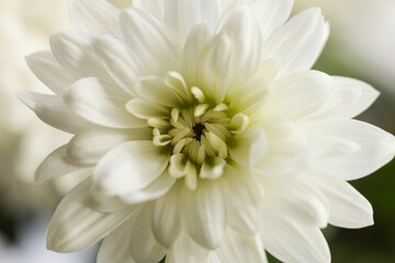 Fototapeta premium White chrysanthemum flower, macro shot, shallow DOF