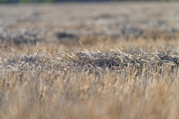 Fototapeta premium Expansive Golden Fields Filled with Harvested Crops Beneath a Beautiful Clear Sky