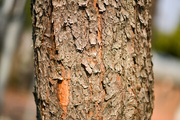 Obraz premium Pinus virginiana, Virginia pine with twisted yellow-green needles and spiny cones, evergreen conifer photographed in Korea.